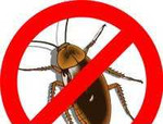 Уничтожение насекомых на участках и в квартирах
