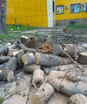 Спиливание, удаление деревьев в Воронеже и области