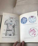 Микробиология рисунки под заказ
