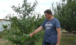 Летняя обрезка плодовых деревьев на урожай
