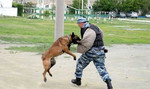 Дрессировка собак в Новороссийске
