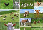 Доставка кормов для сельскохозяйственных животных