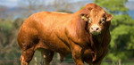 Заготовка коров, быков живым весом и вынужденный з