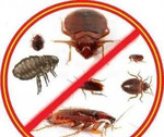 Уничтожение клопов,тараканов и других насекомых