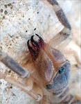 Уничтожение клопов тараканов муравьёв