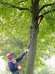 Обрезка плодовых деревьев Белгород опыт 10 лет