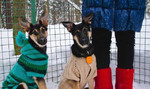 Вязание для собак Зеленоград