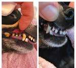 Чистка и лечение зубов общего без наркоза собакам