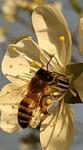 Пчелы, консультация, обслуживания ульев и мини пас