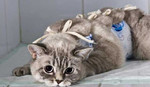 Стерилизация кошек и котов без швов и попоны