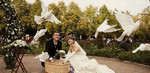 Белые голуби на свадьбу, венчание, торжество и дру