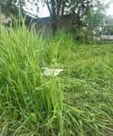 Покос травы триммером