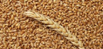 Давальческая переработка зерна пшеница мука