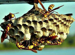 Уничтожение насекомых: клопы шершни тараканы клещи