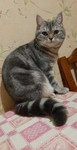 Вязка.Шотладская кошка ждет шотландского кота