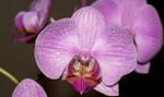 Реанимация орхидей