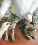Кастрация котов и стерилизация кошек