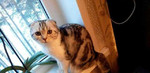 Шотландская вислоухая кошка на вязку