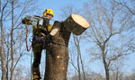 Удаление деревьев в Троицке и Новой Москве