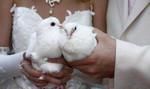 Белые голуби на свадьбы, праздники
