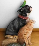 Передержка животных кошек собак попугаи грызуны
