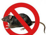 Уничтожение крыс, мышей(дератизация)