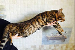Бенгальский леопардовый кот чистый n24 для вязок