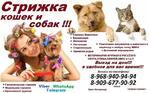 Стрижка кошек и собак в Электрогорске домашняя передержка