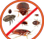 Уничтожение насекомых,клопов,тараканов,блох