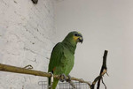 Амазон, передержка попугаев