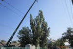 Спилим деревья любой сложности в Крыму