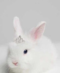 Фотосессия с белым кроликом