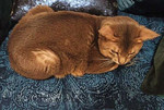 Абиссинский кот для вязки