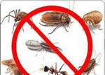 Уничтожение клопов, муравьев и др насекомых