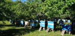 Пчеловодство,помощь и обучение