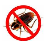 Уничтожение насекомых (клопов,тараканов,блох и т.д