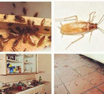 Уничтожение тараканов, уничтожение клопов