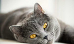 Стерилизация котов и кошек на дому