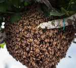 Сниму рой пчёл бесплатно