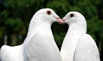 Выпуск белых голубей