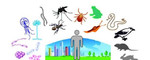 Уничтожение клопов, тараканов, муравьев
