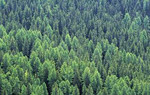 Проект освоения лесов, лесная декларация