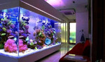 Обслуживание аквариумов (морские и пресные)