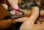 Шлифовка и чистка зубов собакам кошкам без наркоза