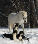 Фотопрогулка с белой лошадью и русской борзой