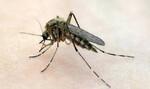 Обработка от комаров и др. насекомых