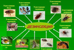 Дезинсекция, уничтожение насекомых