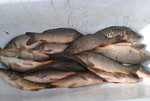 Платная рыбалка в районе села Сулак, Краснопартиза