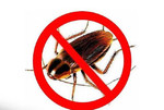Уничтожение клопов тараканов муравьев. дезинсекция