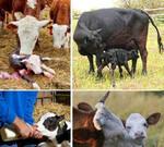 Ректальное исследование коров